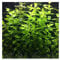 PondPlantsUK 2 x Live Plants for aquascaping, mosses, Fern, Tropical Aquatic Plants in Ceramic Weights (Bacopa Caroliniana)