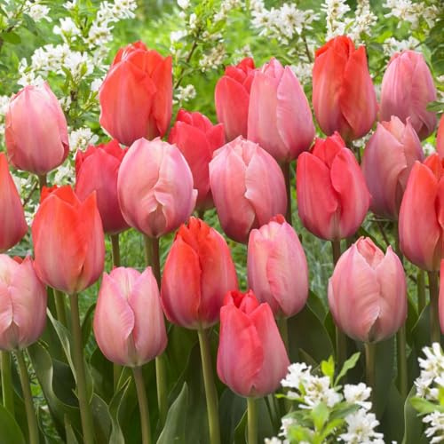 Plant in a Box - Rosenrote Tulpenmix - Zwiebeln x80 - Blumenzwiebeln für Garten, Terrasse oder Balkon