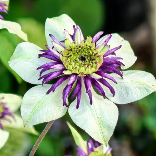3 piezas Bulbos resistentes de clemátide, bulbos perennes resistentes Clematis florida, Planta trepadora Clematis plantas de exterior cobertura del suelo flores cortadas flores para
