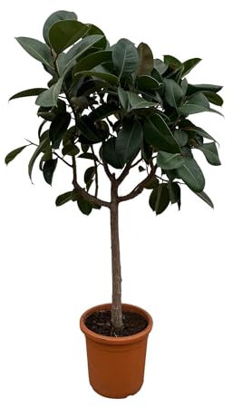 Ficus Elastica Robusta su tronco - 180 cm - ø30