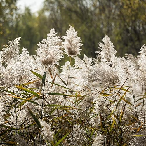 200 pcs pampasgras samen winterhart mehrjährig - garten geschenk hochbeet saatgut ziergräser,Cortaderia selloana, hochbeett pflanzen anzucht ausgefallene geschenke dachbegrünung dekopflanzen