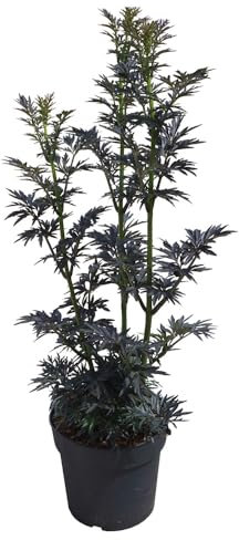 Saúco negro 'Laced Up'®, arbusto ornamental, planta de jardín, arbusto de hoja caduca, arbusto decorativo, coloración otoñal, arbusto de fácil cuidado, crecimiento compacto, planta aromática