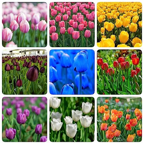 8 Pcs wildtulpen zwiebeln - tulpenzwiebeln - winterharte pflanzen gartenblumen, (Tulipa gesneriana) blumenzwiebeln frühblüher exotische pflanzen blumenzwiebeln, gartendeko für draußen