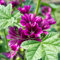 500 pz semi di malva biologici Piante perenni resistenti per la copertura del terreno del giardino da balcone semi di malva - Malva sylvestris - semi di prato di fiori selvatici seme