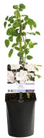 Kletterrose - Rosa New Dawn - Blüte Hellrosa - Wenig Pflege - 2 Pflanzen - 30-40cm - Ø10cm - Gartenpflanze
