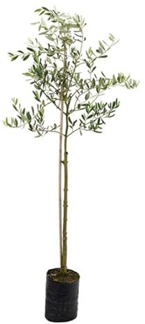 Generico OLEA10
