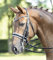 BUSSE solibel Kandare COMFORT, schwarz (weiß), Beschlag: Strass-navy-weiß, Warmblut