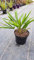 Trachycarpus fortunei/Palmier de Chine/Conteneur de 3 à 4 litres