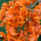 800 Pcs Bougainvillea Pflanzen Kaufen Samen - Seltene Pflanzen, Wohnzimmer Deko Drillingsblume Bougainvillea Pflanze Winterhart Samen, Blumendeko, Pflanzen Für Sonnige Plätze Gartenblumen