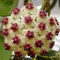 Weiß: Hoya Samen, Topfpflanzensamen, Hoya Carnosa Blumensamen Gartenpflanzen, Mehrjährige Pflanzen - 20 Samen Zimmerpflanzen