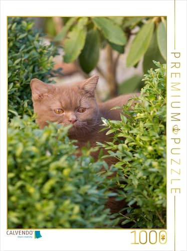 CALVENDO Puzzle EIN Bild aus dem Kalender Britisch Kurz | 1000 Teile Lege-Größe 48 x 64 cm Foto-Puzzle für glückliche Stunden