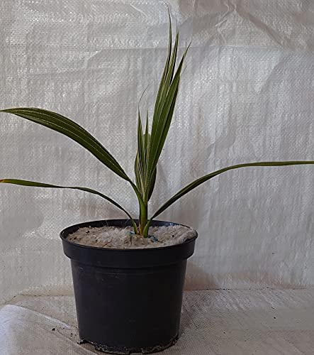 Mexican Fan Palm, Washingtonia robusta in a 17cm - 2 Litre Pot