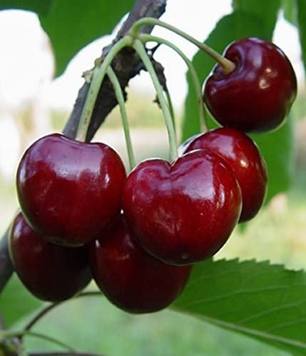 Säulen Süßkirsche Stella, Knorpelkirsche,Черешня Стелла