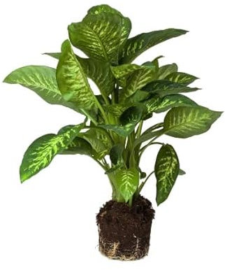 DECOALIVE Dieffenbachia XL Altura ± 55cm Maceta 17cm Planta de Interior Natural