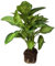 DECOALIVE Dieffenbachia XL Altura ± 55cm Maceta 17cm Planta de Interior Natural