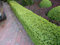 Buchsbaum Pflanzen - Buxus sempervirens - Buxbaum als Hecke oder Bodendecker - Buchsbaumkugel für Garten und Vorgarten - Buchsbaumhecke winterfest und immergrün - Top Qualität von Garten Schlüter