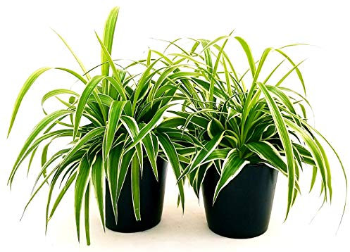 POWERS TO FLOWERS - CHLOROPHYTUM, FALANGIO 2 PIANTE, vaso 12cm, piante vere