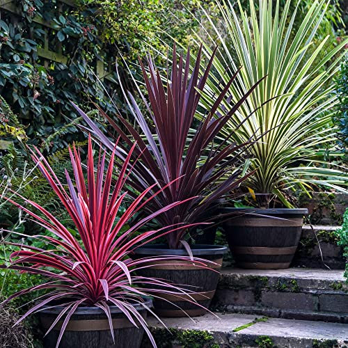 Cordyline Trio Australis Cabbage Palm Hardy Shrub Colourful Summer Winter Small Spaces Coastal Gardens 3X 9cm Potted Plant Supplied by Thompson and Morgan