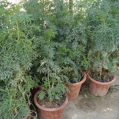 Semi di ruta - Ruta graveolens - resistenti per giardino semi di selvatiche rare 50pcs