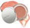 Ere Perez Carrot Colour Pot (Harmony) All in One Beauty Cream Blush - Colour Cream Blush for Cheeks, Lips & Eyes in a Pot |
