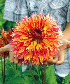 Echte Dahlienzwiebeln, Dahlienblüten, Bonsai-Blumenzwiebeln, (keine Dahliensamen), mehrjährige Pflanze Topfwurzel für Garten 2 Stk. 22