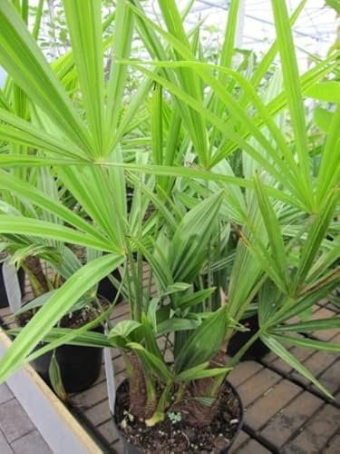 Chinesische Hanfpalme - Tessiner Palme - Trachycarpus fortunei 40-60