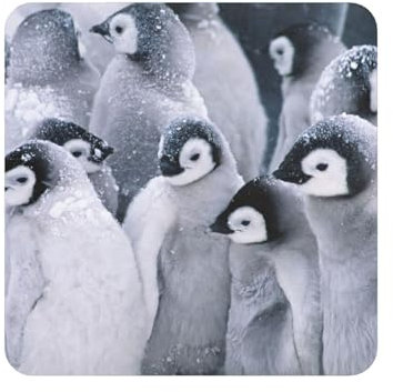 Pinguin im Schnee, Quadratischer magnetischer Kühlschrankaufkleber, weichmagnetische Kühlschrankmagnete, Möbeldekoration, 1 Stück