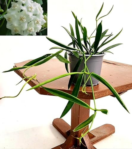 POWERS TO FLOWERS - HOYA LONGIFOLIA, Fiore di cera bianco, VASO 12 CM, pianta vera