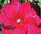 XXL Hibiscus moscheutos 'Plum Crazy' ® Riesenhibiskus Staudenhibiskus