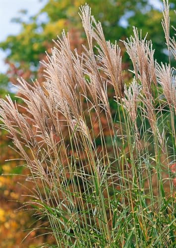 Miscanthus sinensis 'Pünktchen' – Winterhart, Mehrjährig, Pflegeleicht – Chinaschilf – Ziergras für Beet & Garten
