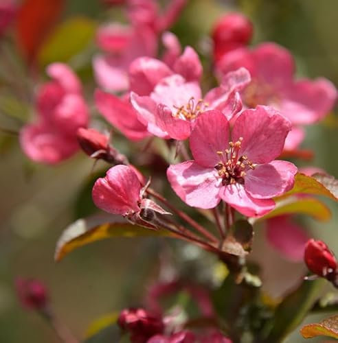 Hochstamm Zier Apfelbaum Freija 100-125cm - Malus - lebende Gartenpflanze aus den Baumschulen