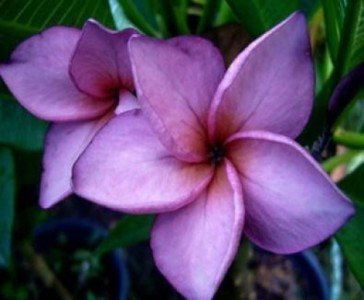 Plumeria 4 Samen Mai Thai Frangipani Samen