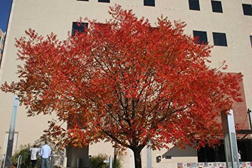 Cinese Pistache, (pistacchio) Pistacia Chinensis, Albero 10 Seeds (Fall Colors)