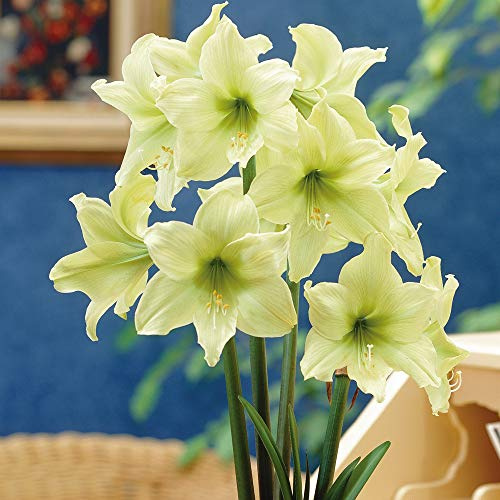 Amaryllis Lemon Star Tender Bulb Ideal as an Indoor Plant or Gift Lemon Yellow Trumpet Shaped Flower Heads 1 x Amaryllis Bulb by Thompson and Morgan