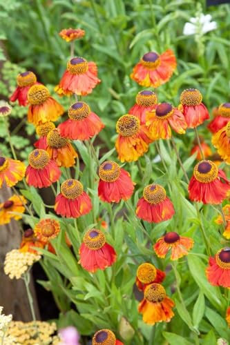 Helenium x cult. 'Sahin's Early Flowerer' ca. 11x11 cm Topf - Sonnenbraut, orange-gelbe Blüten, Blütezeit Juli-September, ideal für Rabatten, bienenfreundlich, pflegeleicht