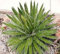 Agave Filifera Schidigera, Faden-Blatt Sukkulente Aloe Pflanze Seltene Samen 100 Samen