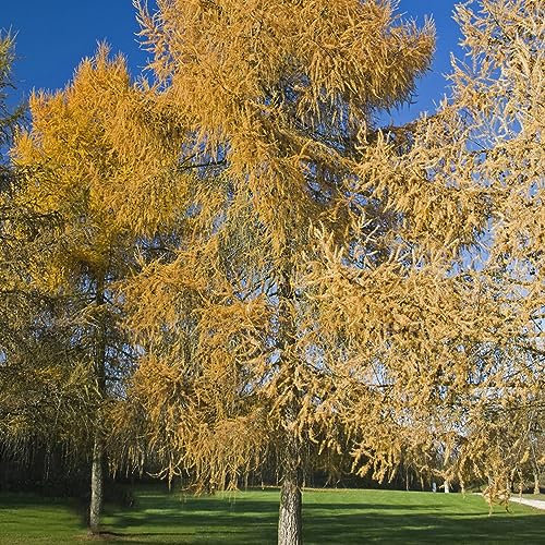30 pcs mammutbaum samen kaufen - zimmerpflanzen wenig lichtbedarf,Sequoiadendron giganteum, garten geschenke für männer deko pflanzen praktische geschenke hochbeet balkon winterharte