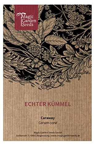 Echter Kümmel (Carum carvi) 300 Samen Wiesen-Kümmel