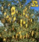Veredelter Goldregen Vossii - Edel Goldregen - Laburnum watereri 80-100cm