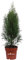 Pianta di Tuia Pianta di Thuja Occidentalis Smaragd pianta da esterno pianta di Tuia conifera pianta ornamentale alberello di Thuja pianta vera venduta da eGarden.store