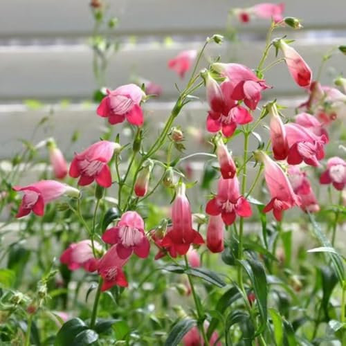 blumensamen pflanzensamen wildblumenwiese saatgut mehrjährig, blumendeko kräuter samen wildkräuter samen herbstblumen samen bartfaden samen, hochbeete für garten, garten pflanzen 70pcs