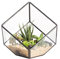 NCYP 10 cm Small Glass Geometric Terrarium, Cube Clear Plant Terrarium Planter for Succulent, Flower, Home Garden Indoor Balcony Tabletop Decor, Black (No Plants Included)