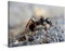 Premium Textil-Leinwand 90 x 60 cm Quer-Format Ameisen - Ordnung im Durcheinander | Wandbild, HD-Bild auf Keilrahmen, Fertigbild auf hochwertigem Vlies, Leinwanddruck von Peter Roder