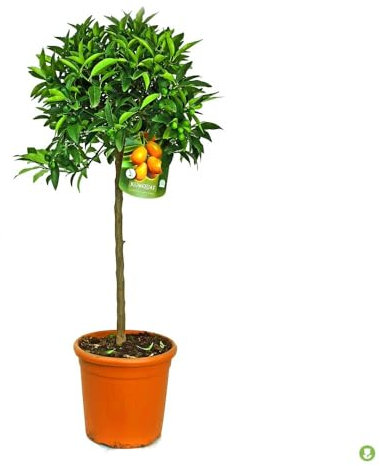 Garden Center Shop | Kumquat Copa M26 140 cm | Árbol Cítrico Ornamental en Copa | Frutos Dorados Ovoides | Ideal Maceta o Césped Expuesto al Sol