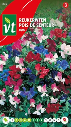 Guisante de olor Bijou - semillas de flores