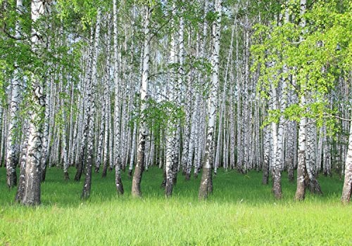 wandmotiv24 Photo murale Bouleau de printemps S 200 x 140cm - 4 pièces photo, papier peint non tissé Forêt de bouleaux, nature, vert M0872