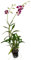 Cymbidium Cipolle, Piante Resistenti Invernali, Pianta Orchidea Cymbidium Piante Di Qualità, Phalaenopsis Orchidee, Giardino Piante In Vaso. Colibrì Invernale Orchids-15zwibeln-F