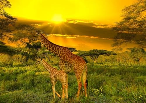 CALVENDO Poster 84,1 x 59,4 cm Querformat Giraffe groß und Klein| Bilder, Kunstdruck, Wandbild, Wanddeko, Prints ohne Rahmen