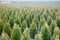 Hot Verkauf 50 PC Zypressen Samen Platycladus Orientalis Orientalische Lebensbaum Samen Conifer Samen Clean Air DIY Hausgarten 4