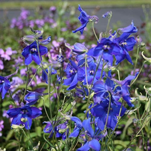 6 x Rittersporn 'Voelkerfrieden' - Delphinium 'Voelkerfrieden' Topf 9x9cm: Weiß-rosa Blüten, robuste Sorte, ideal für Hintergrundbepflanzungen.